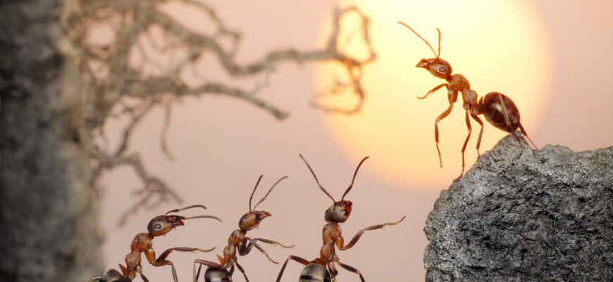 Автократия и демократия у муравьев
